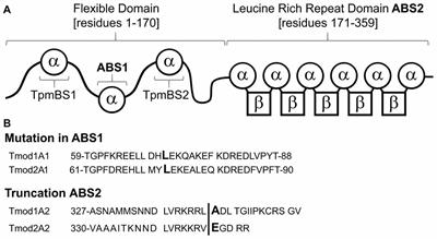 Tropomodulin’s Actin-Binding Abilities Are Required to Modulate Dendrite Development